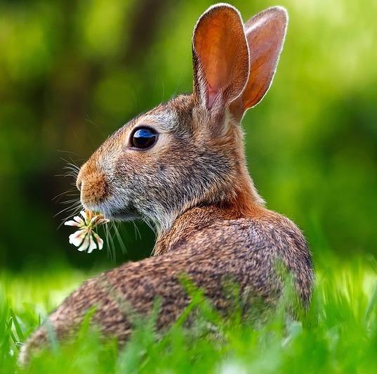 Fordeler og ulemper ved a ha en kanin som kjaeledyr