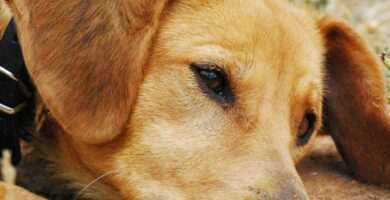 Forgiftning av hvitlok og lok hos hunder symptomer og