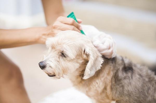 Forgiftning av pipetter hos hunder symptomer og behandling