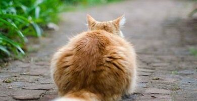 Forhindre fedme hos katter