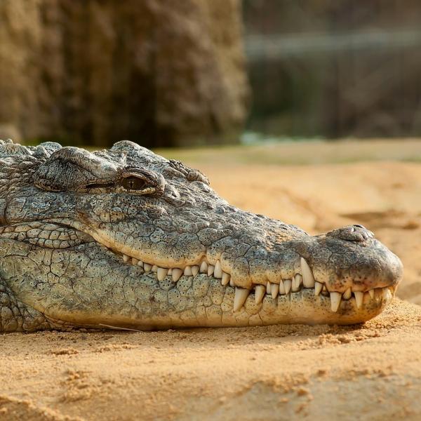 Foringen av krokodillen
