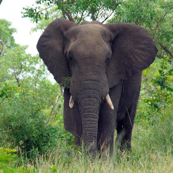 Forskjeller mellom de afrikanske og asiatiske elefantene