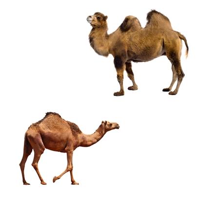Forskjeller mellom en kamel og en dromedar