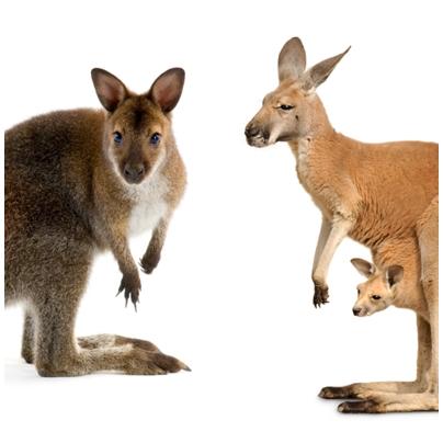 Forskjeller mellom kenguru og wallaby