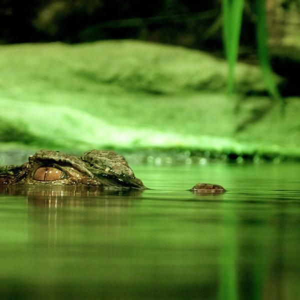 Forskjeller mellom krokodille og alligator