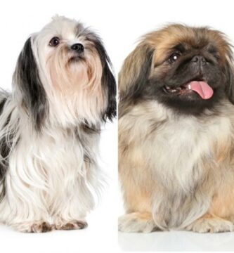 Forskjeller mellom pekingese og Shih Tzu