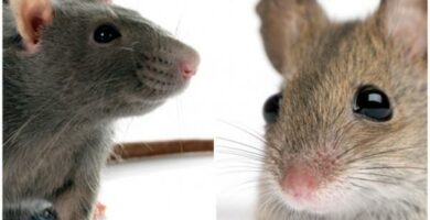 Forskjeller mellom rotte og mus