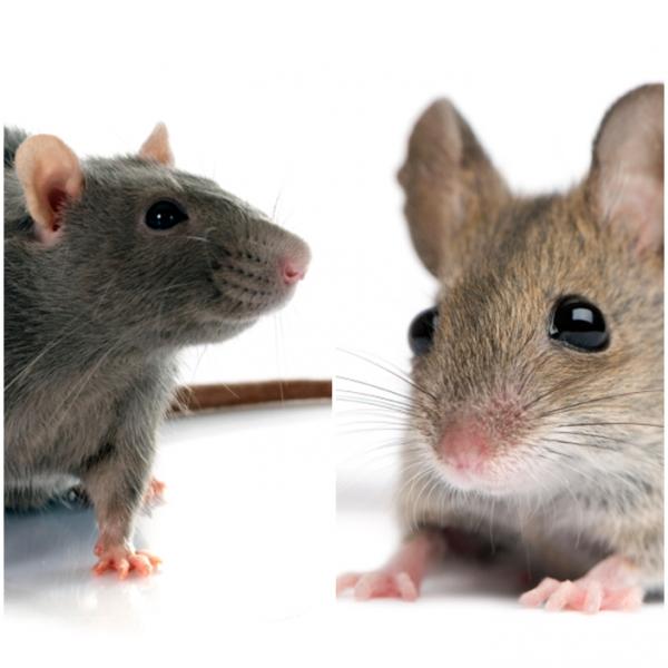 Forskjeller mellom rotte og mus