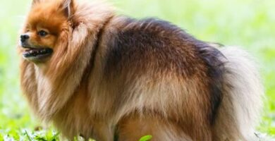 Forstoppelse hos hunder arsaker symptomer og behandling