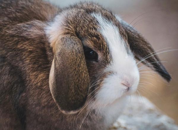Forstoppelse hos kaniner symptomer og behandling