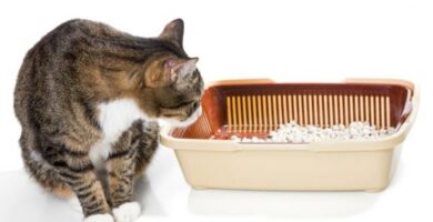 Forstoppelse hos katter symptomer og hjemmemedisiner