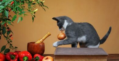 Frukt og gronnsaker er forbudt for katter