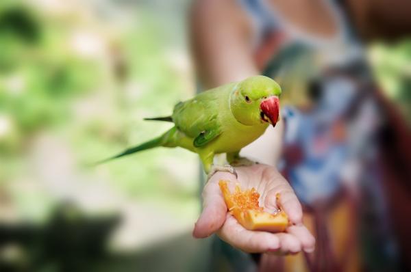 Frukt og gronnsaker for papegoyer