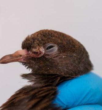 Fuglekopper Behandling symptomer og smitte