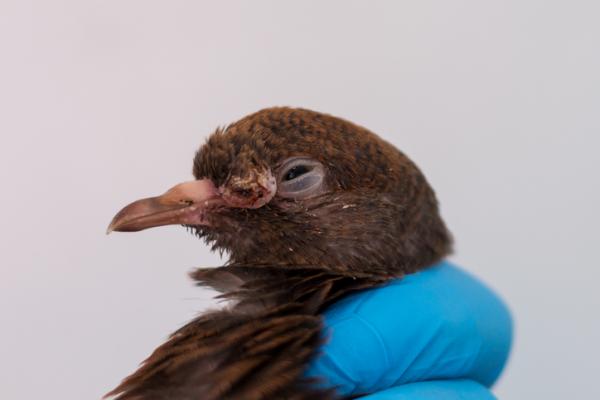 Fuglekopper Behandling symptomer og smitte