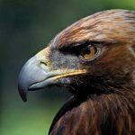 Fugler i fare for utryddelse i Spania