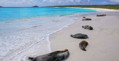 Galapago Islands dyr