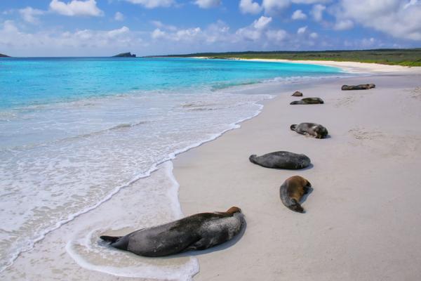 Galapago Islands dyr