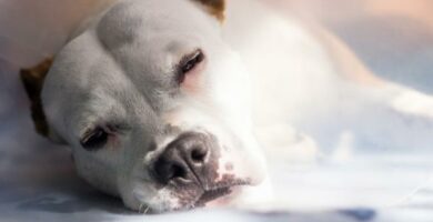 Gastroenteritt hos hunder symptomer behandling og varighet