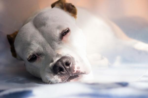 Gastroenteritt hos hunder symptomer behandling og varighet