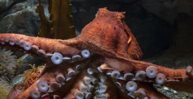 Giant Pacific Octopus