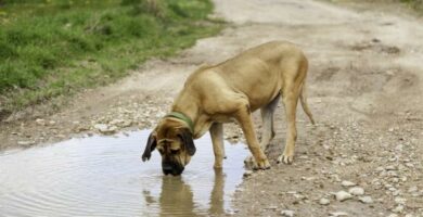Giardia hos hunder symptomer smitte og behandling