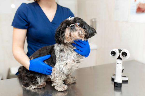 Glaukom hos hunder symptomer arsaker og behandling