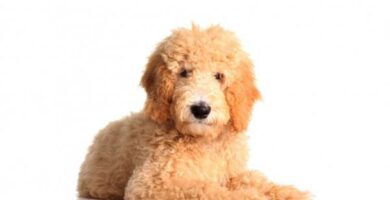 Goldendoodle