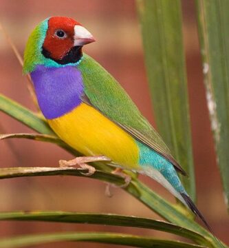 Gouldian finch omsorg