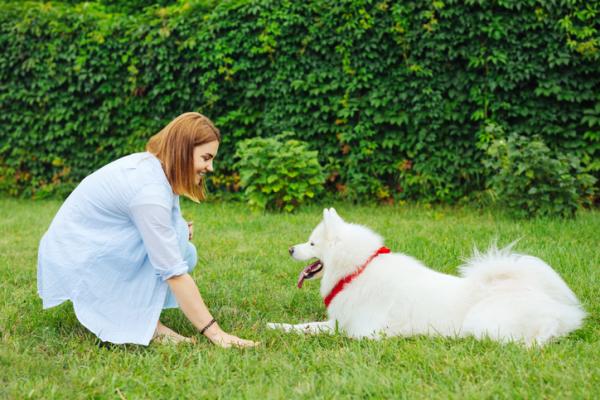 Grunnleggende kommandoer for hunder