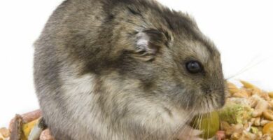 Grunnleggende omsorg for en russisk hamster