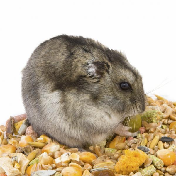 Grunnleggende omsorg for en russisk hamster