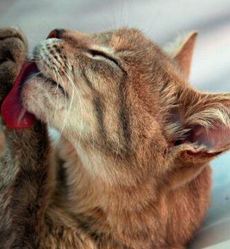 Harballer hos katter symptomer og behandling for a eliminere