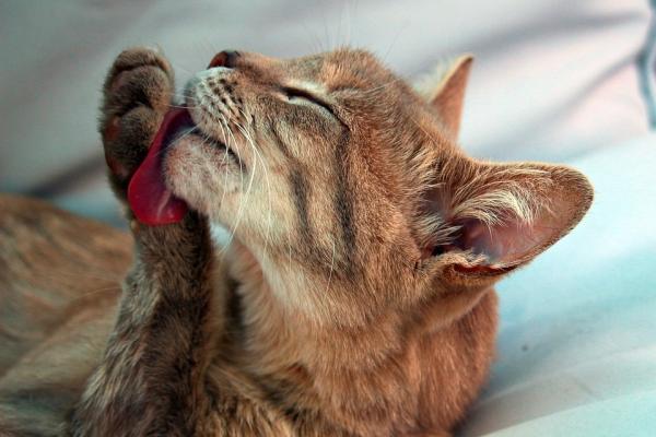 Harballer hos katter symptomer og behandling for a eliminere