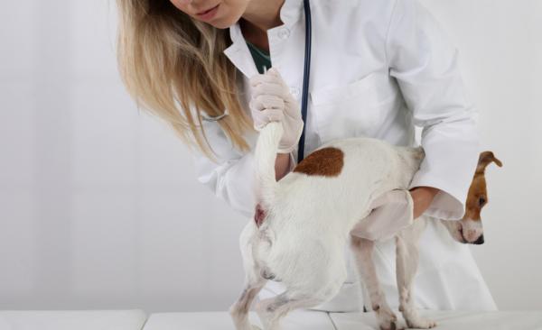 Hemorroider hos hunder symptomer og behandling