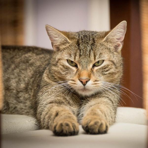 Hepatitt hos katter arsaker symptomer og behandling