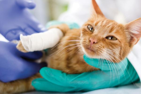 Hjemmemedisiner for a helbrede sar hos katter