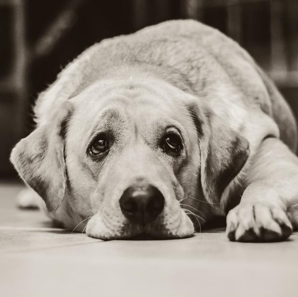Hjemmemedisiner for diare hos hunder