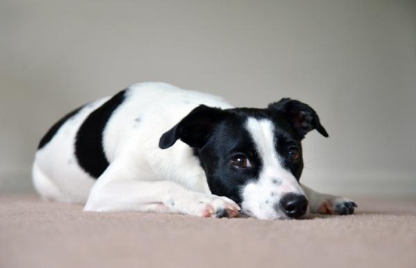 Hjemmemedisiner for magesmerter hos hunder
