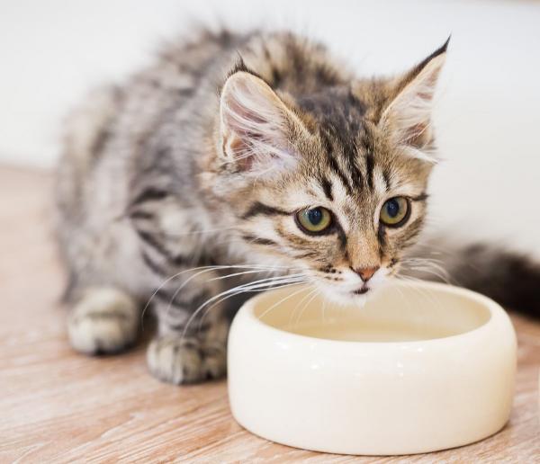 Hjemmemedisiner for magesmerter hos katter