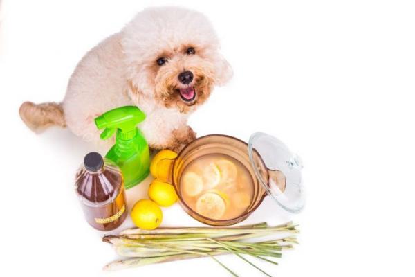 Hjemmemedisiner for tarmparasitter hos hunder
