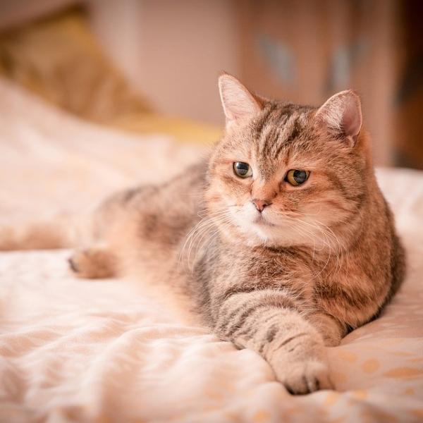 Hjemmemedisiner for tarmparasitter hos katter