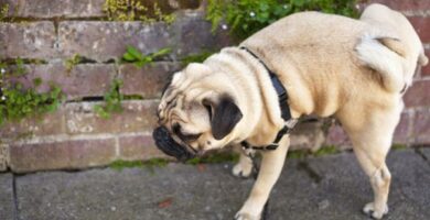 Hjemmemedisiner for urininfeksjon hos hunder