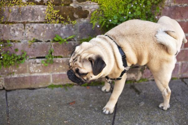 Hjemmemedisiner for urininfeksjon hos hunder