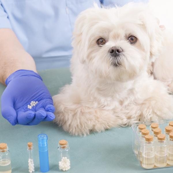Homeopati for hunder med allergi