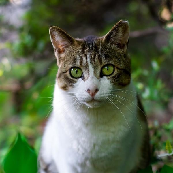 Homeopati for katter