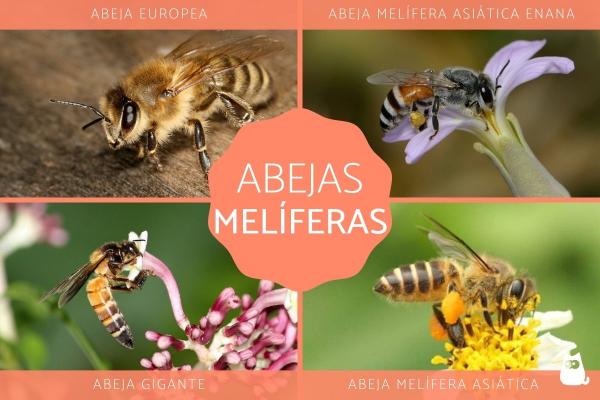 Honningbier Arter og egenskaper