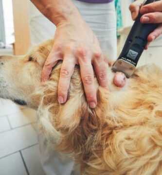 Hudkreft hos hunder symptomer og behandling