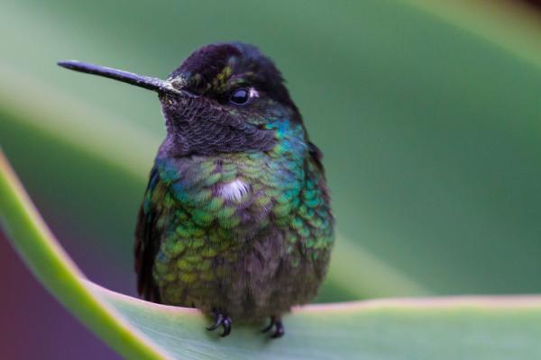 Hummingbird livssyklus