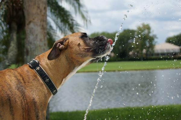 Hunden min er besatt av drikkevann